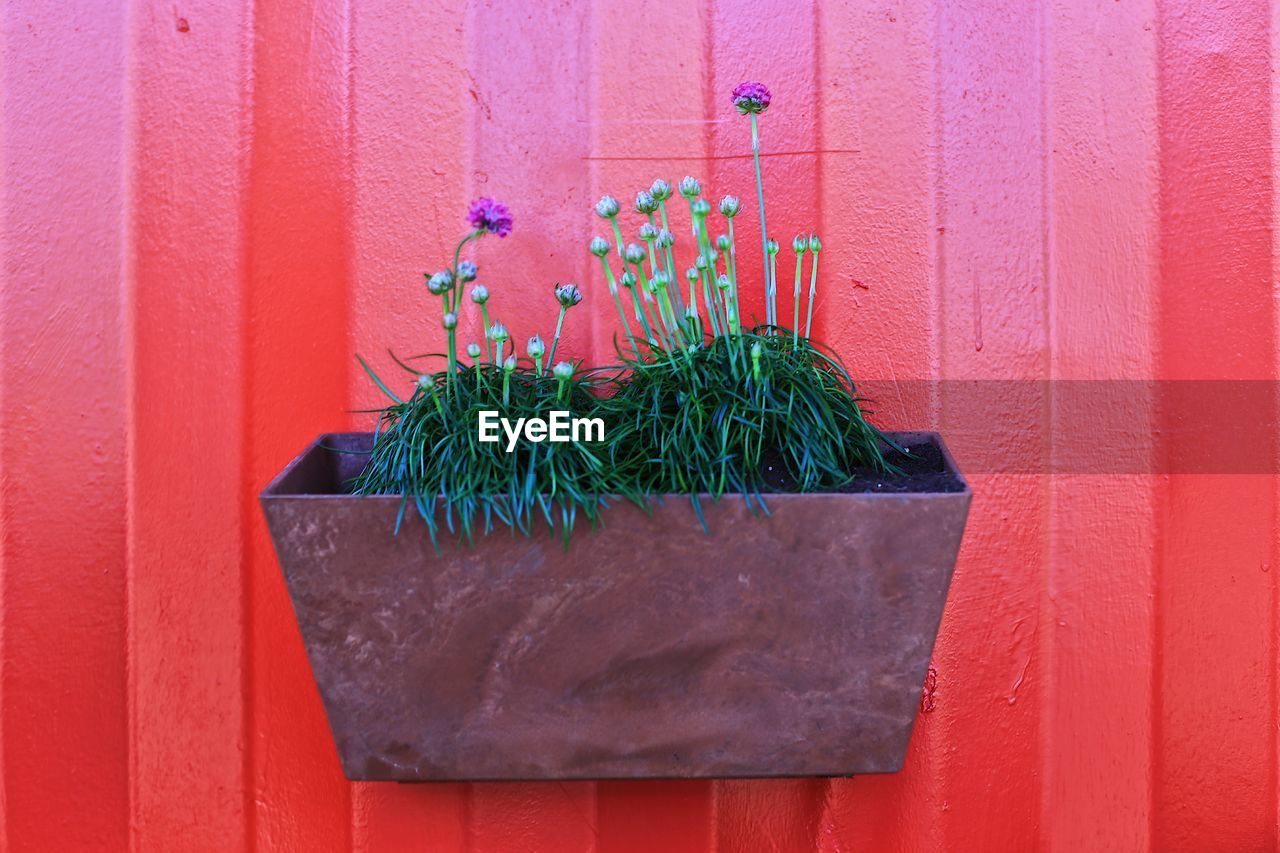 Close-up of potted plant on red wall