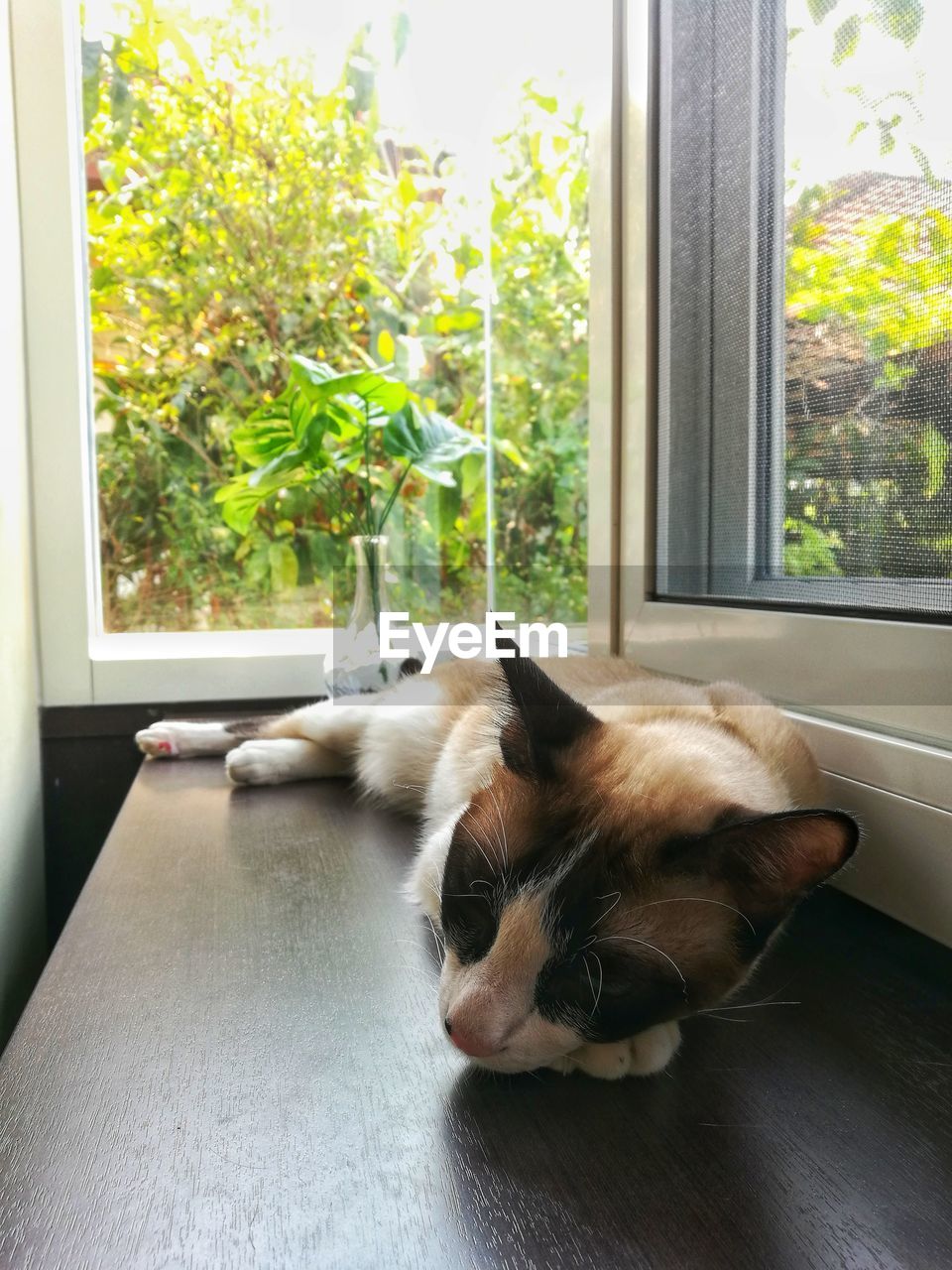 CAT LYING ON WINDOW SILL
