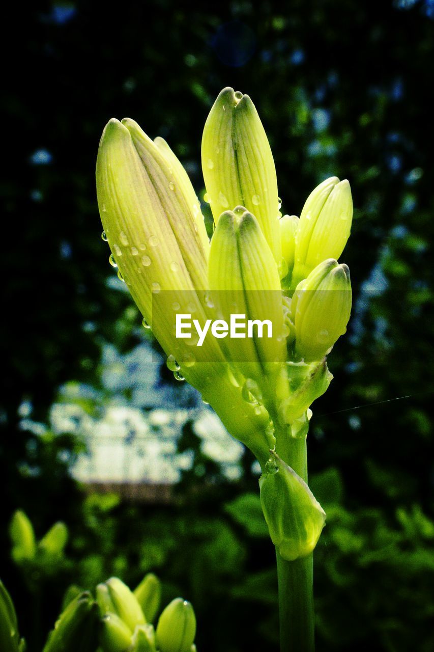 Close-up of wet plant growing in park