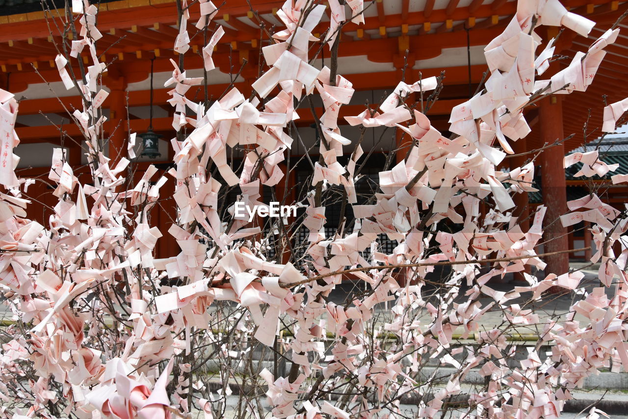 CLOSE-UP OF LEAVES HANGING ON TREE