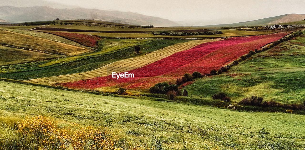 PANORAMIC VIEW OF AGRICULTURAL FIELD