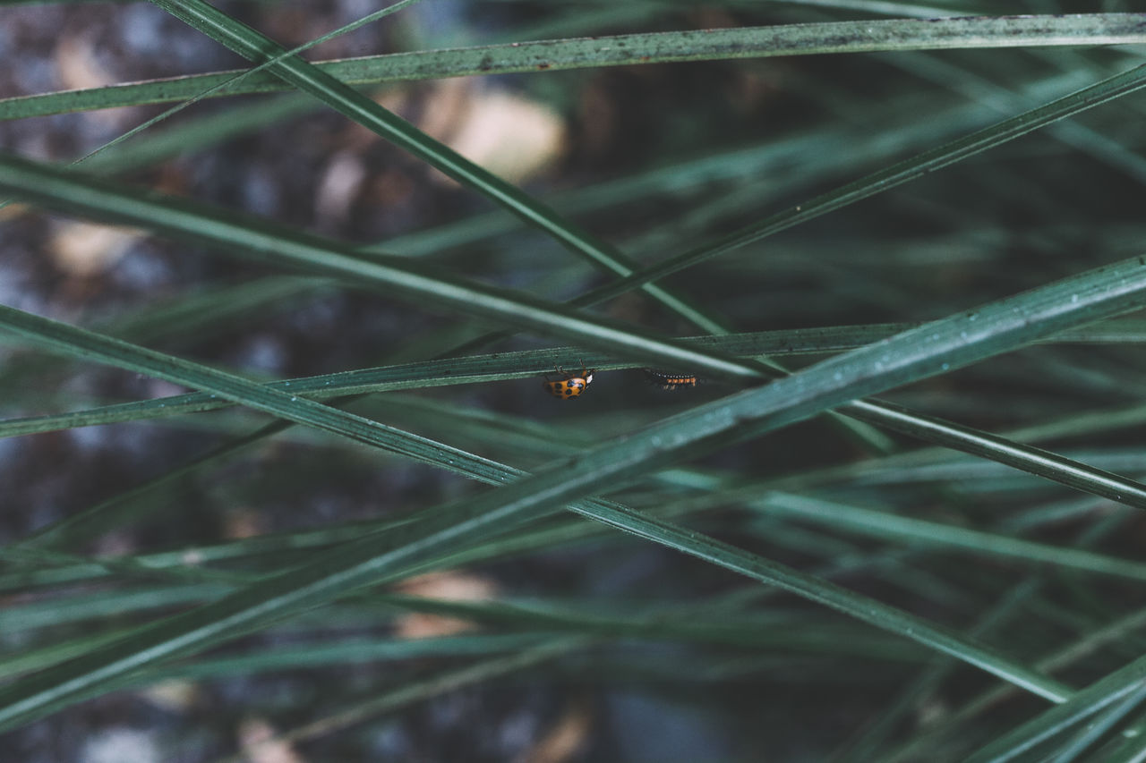 Close-up of insects on leaf