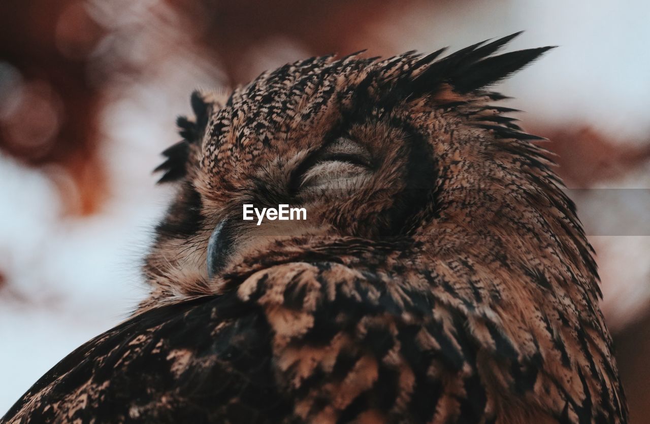 Close-up of an owl