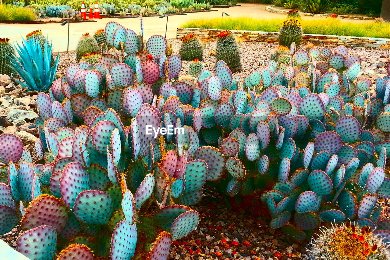 High angle view of cactuses growing in park