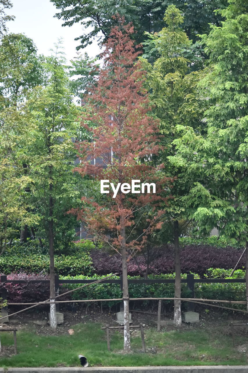 VIEW OF TREES IN PARK