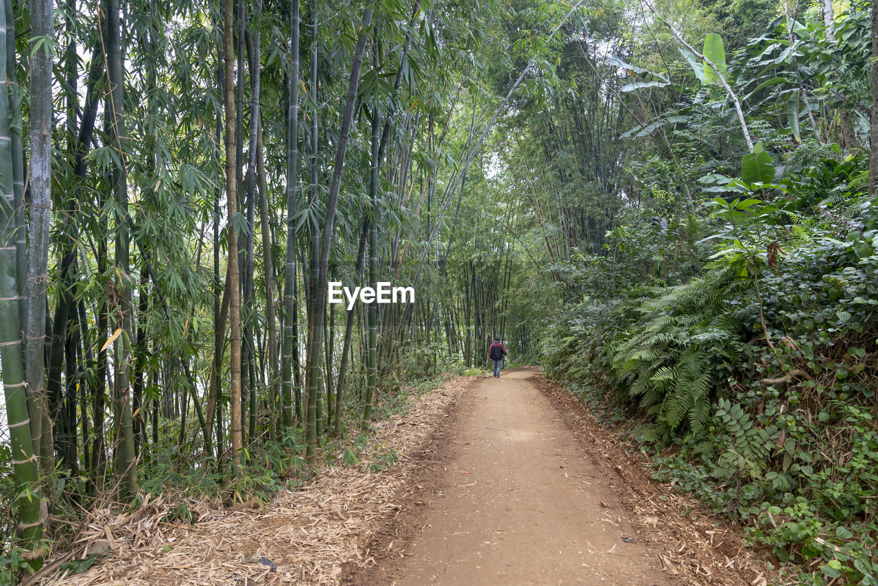 REAR VIEW OF BAMBOO WALKING ON FOOTPATH AMIDST TREES