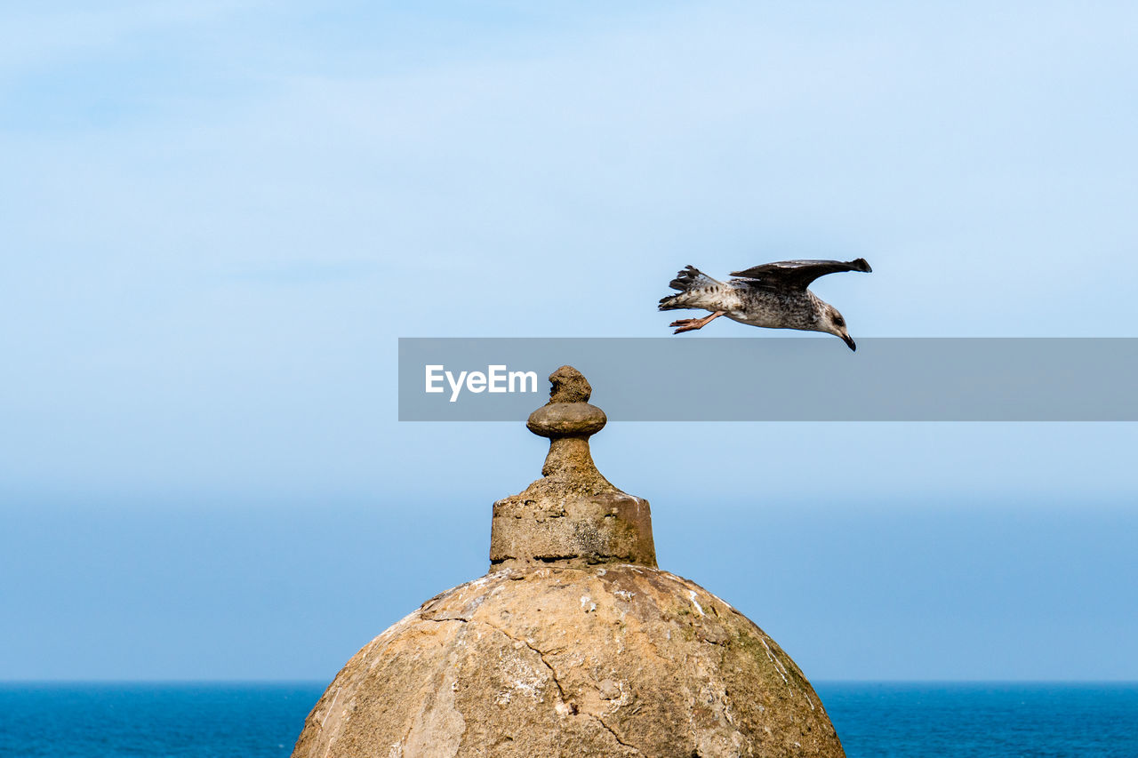 SEAGULL FLYING OVER SEA