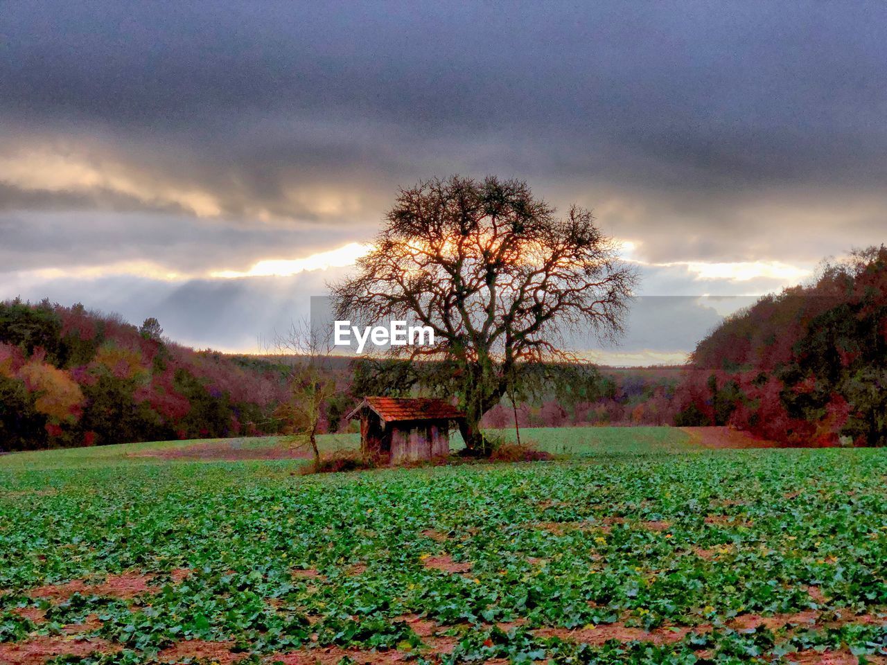 TREES ON FIELD DURING AUTUMN