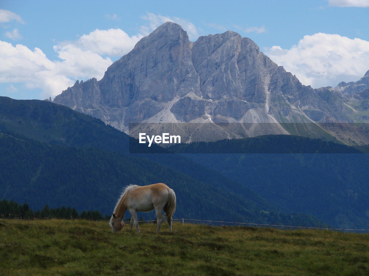 Horse grazing on grassy field against mountainscape