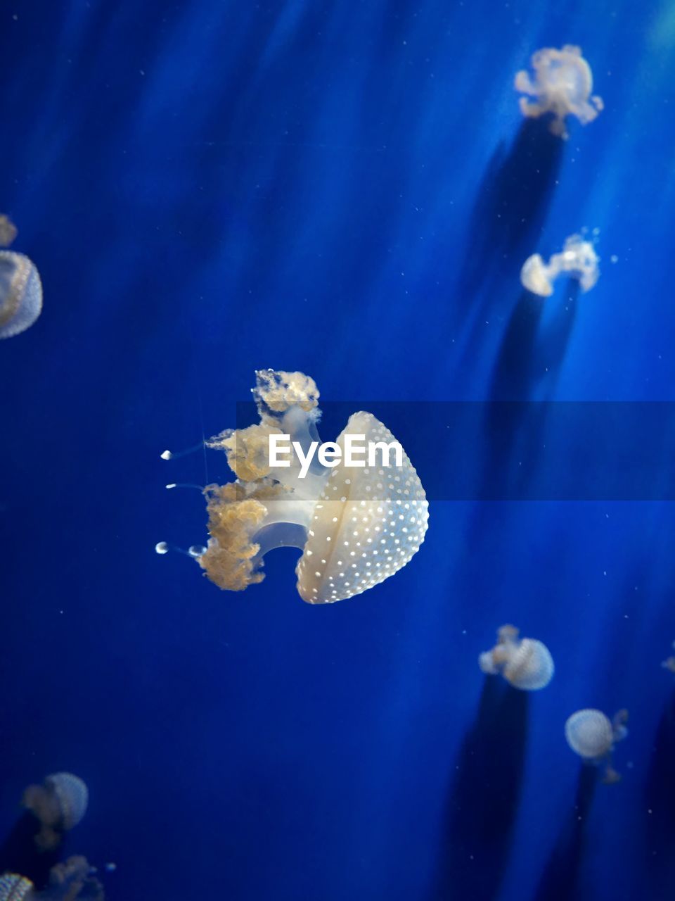 Close-up of jellyfish in sea
