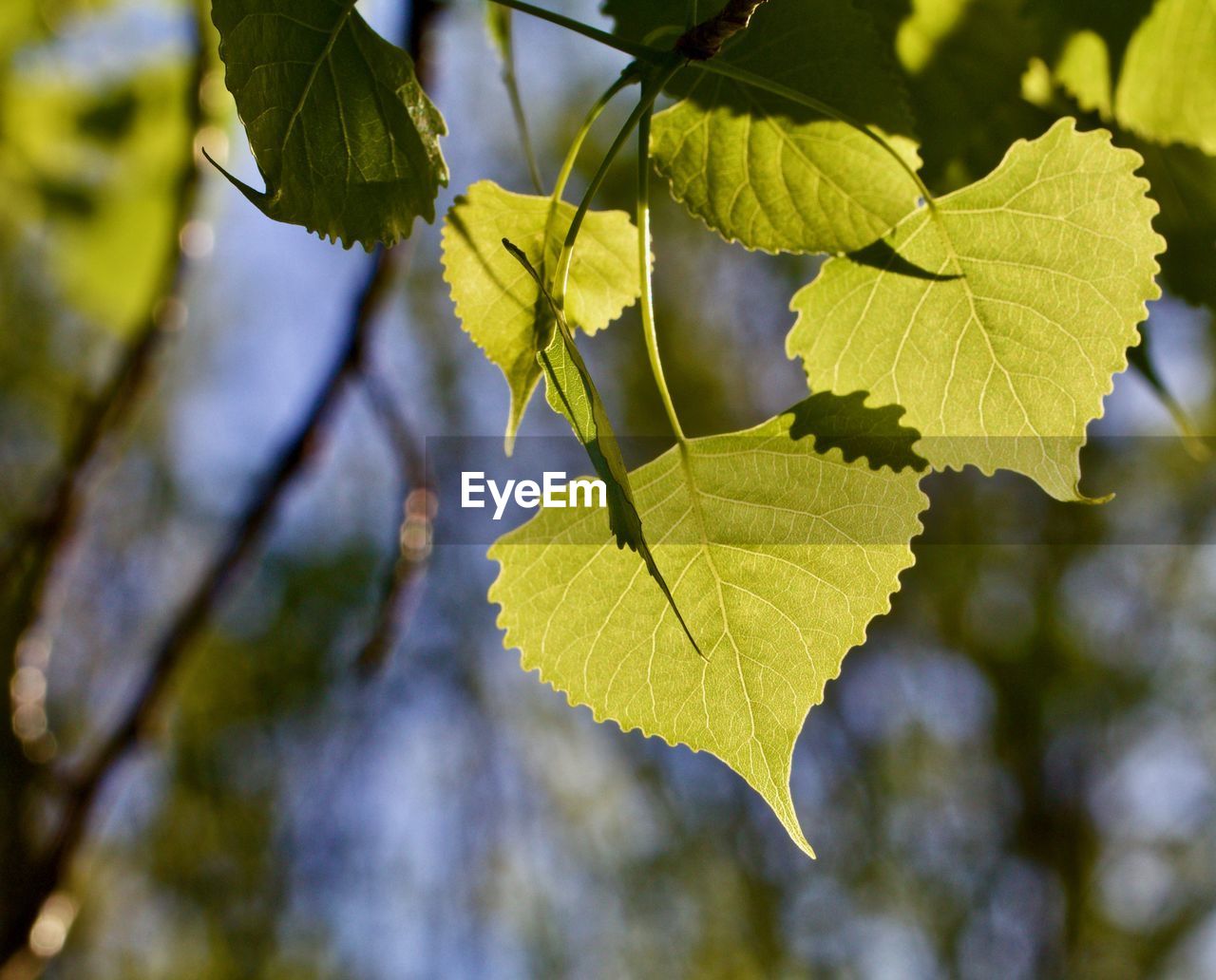 Close-up of yellow maple leaves on branch