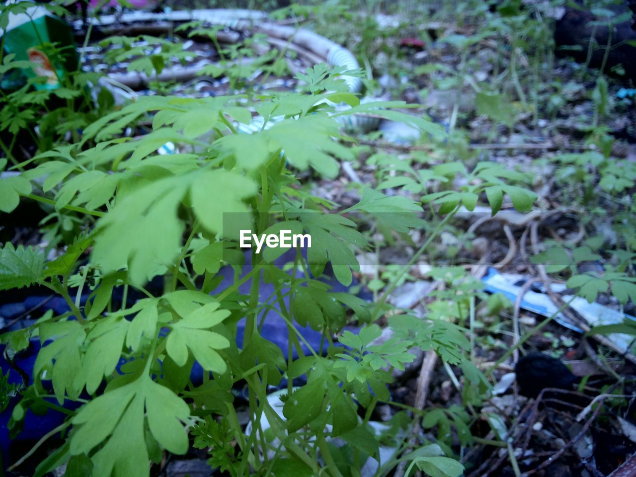 Rubbish overgrown with vegetation