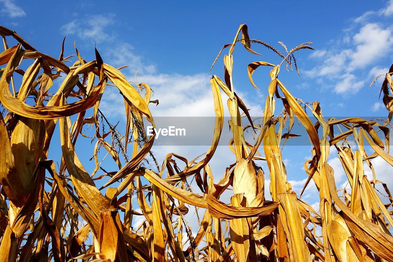 Low angle view of corn field against sky