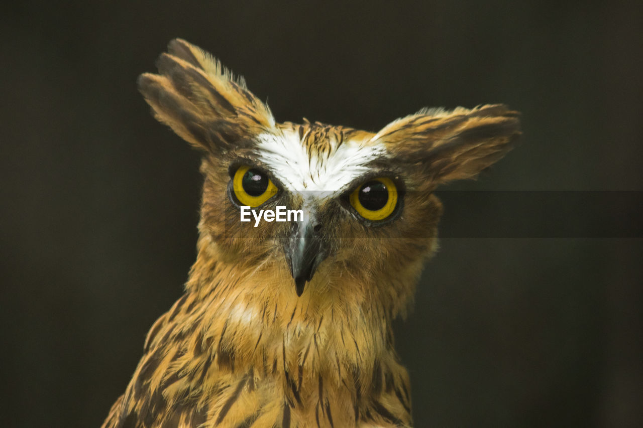 animal, animal themes, bird, bird of prey, one animal, animal wildlife, owl, beak, animal body part, wildlife, portrait, close-up, looking at camera, black background, animal head, wing, no people, animal eye, feather, studio shot, eye