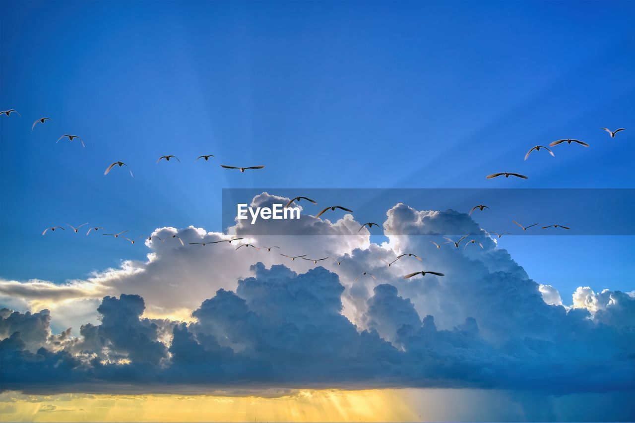 low angle view of birds flying against sky during sunset