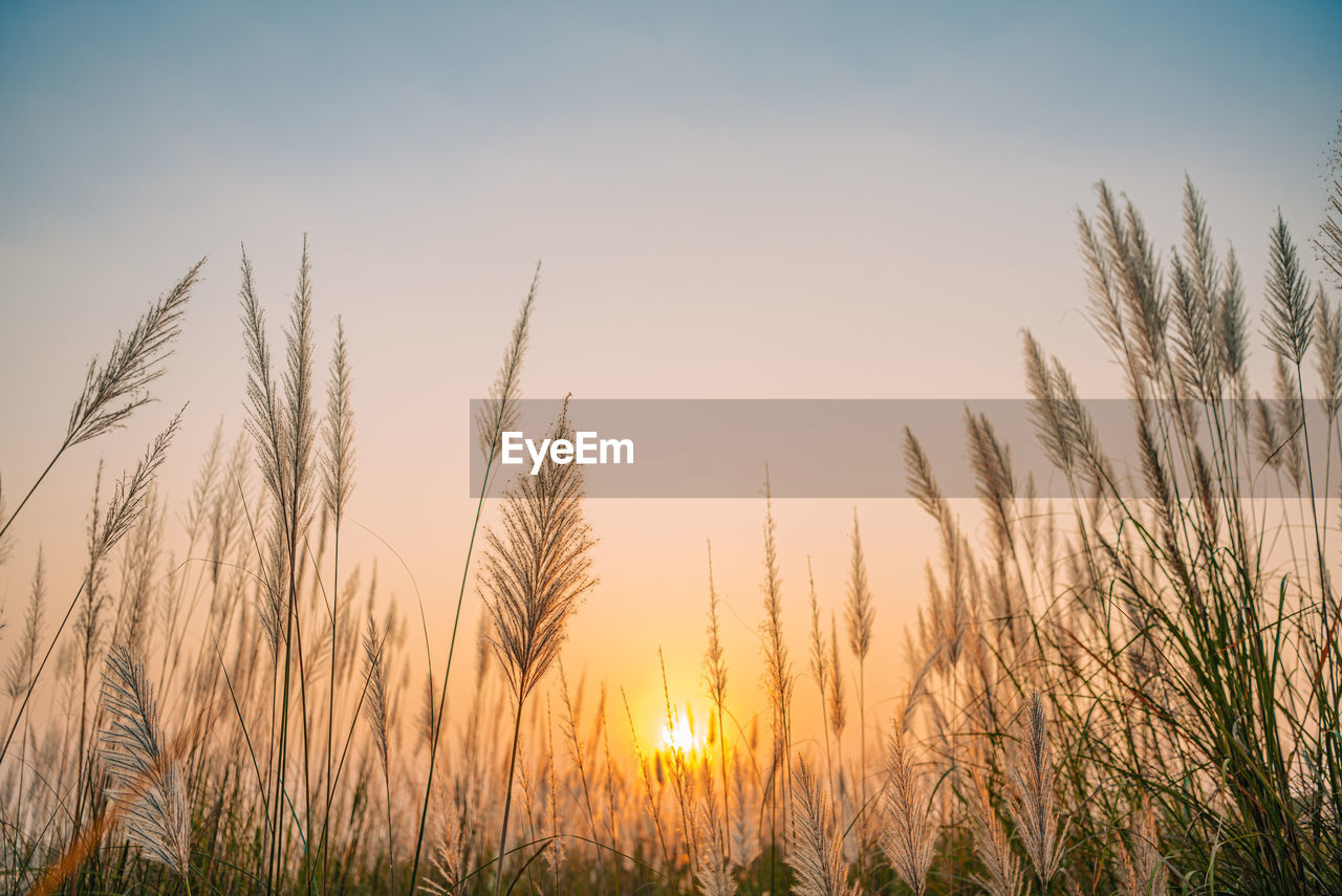 sky, sunset, plant, landscape, nature, beauty in nature, sun, land, sunlight, agriculture, crop, growth, field, environment, tranquility, cereal plant, rural scene, scenics - nature, grass, summer, no people, twilight, tranquil scene, blue, dusk, idyllic, vibrant color, yellow, horizon, cloud, back lit, clear sky, outdoors, non-urban scene, multi colored, sunbeam, silhouette, backgrounds, barley, urban skyline, gold, lens flare, copy space, food, orange color, corn, sunny, close-up, farm, meadow, food and drink, plain, wheat, prairie, bright, leaf, freshness, light - natural phenomenon, plant part