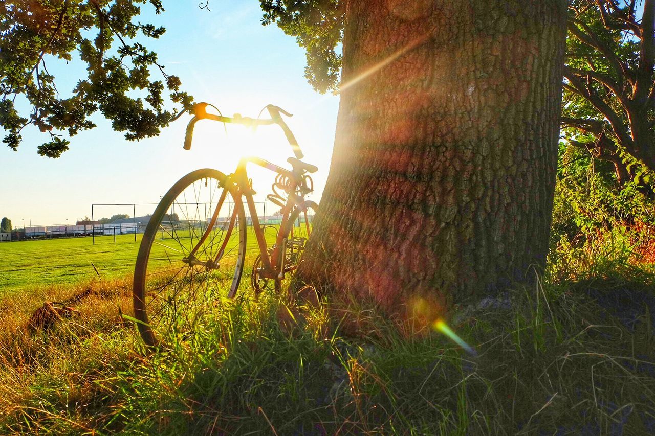 Bicycle parked by tree on grassy field
