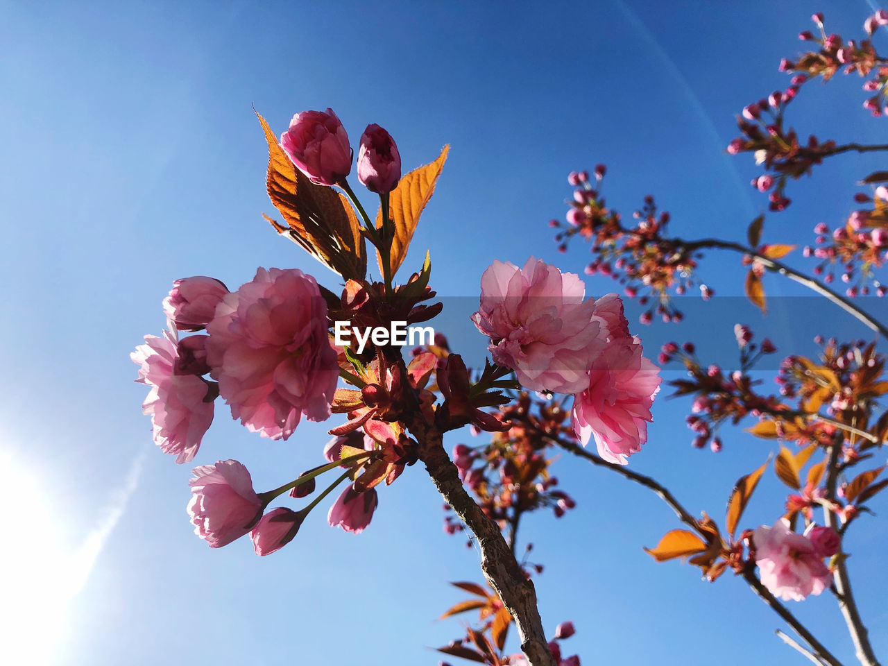 LOW ANGLE VIEW OF PINK CHERRY BLOSSOM AGAINST SKY