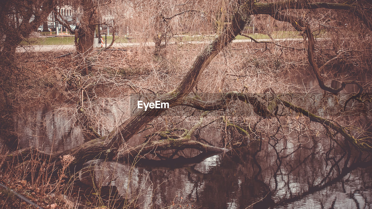 VIEW OF BARE TREE