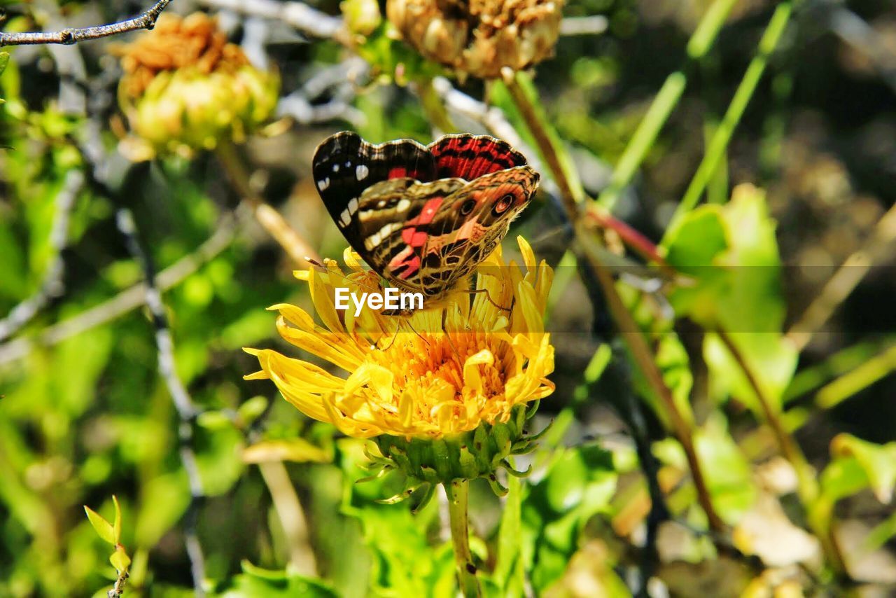 Close-up of butterfly pollinating on flower