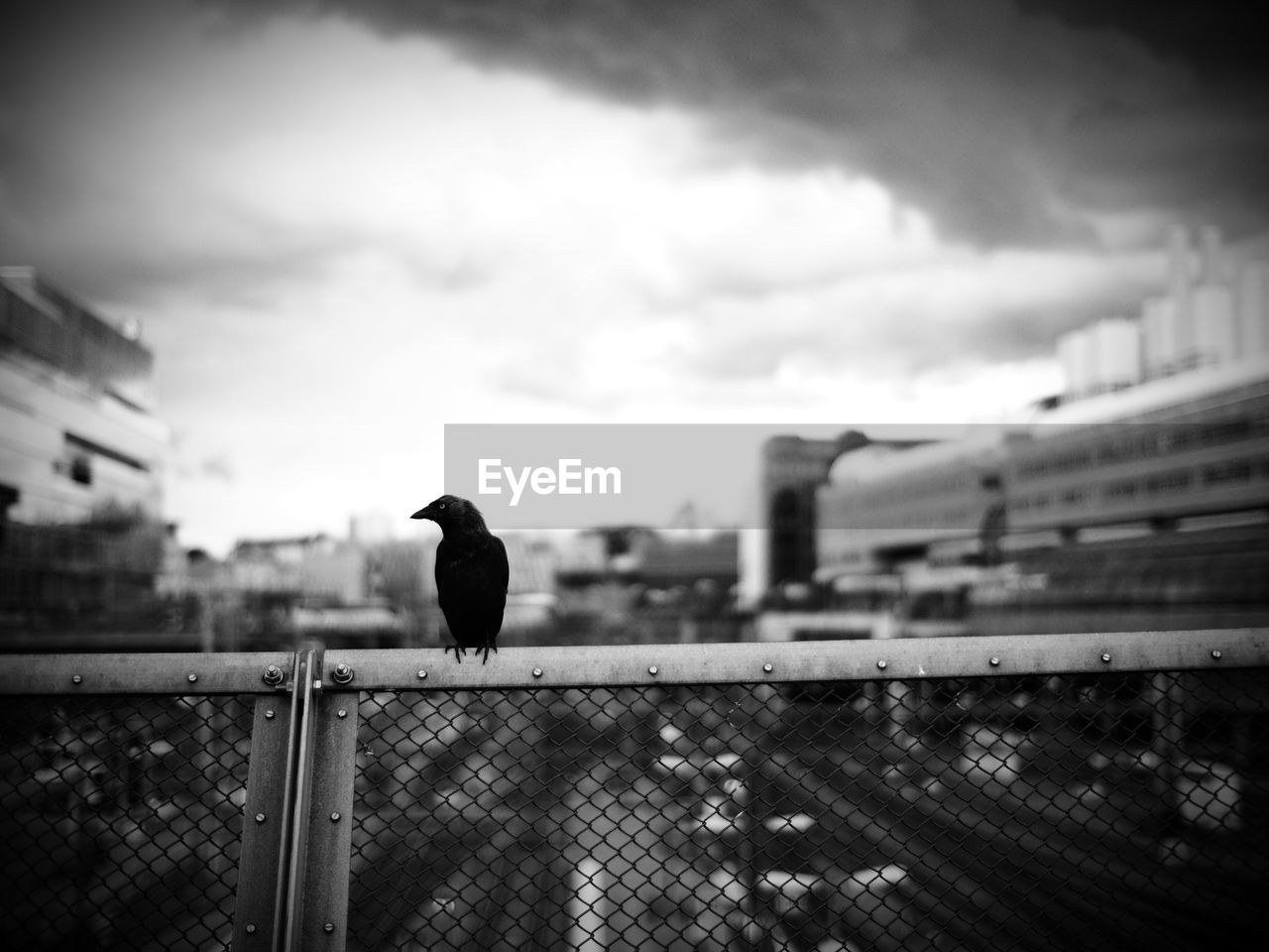 Bird perching on fence against sky in city