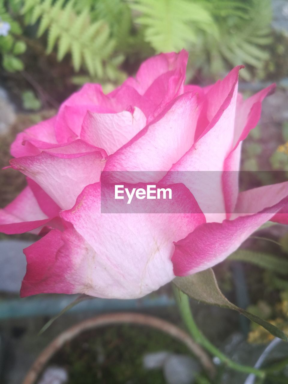 CLOSE-UP OF PINK FLOWER