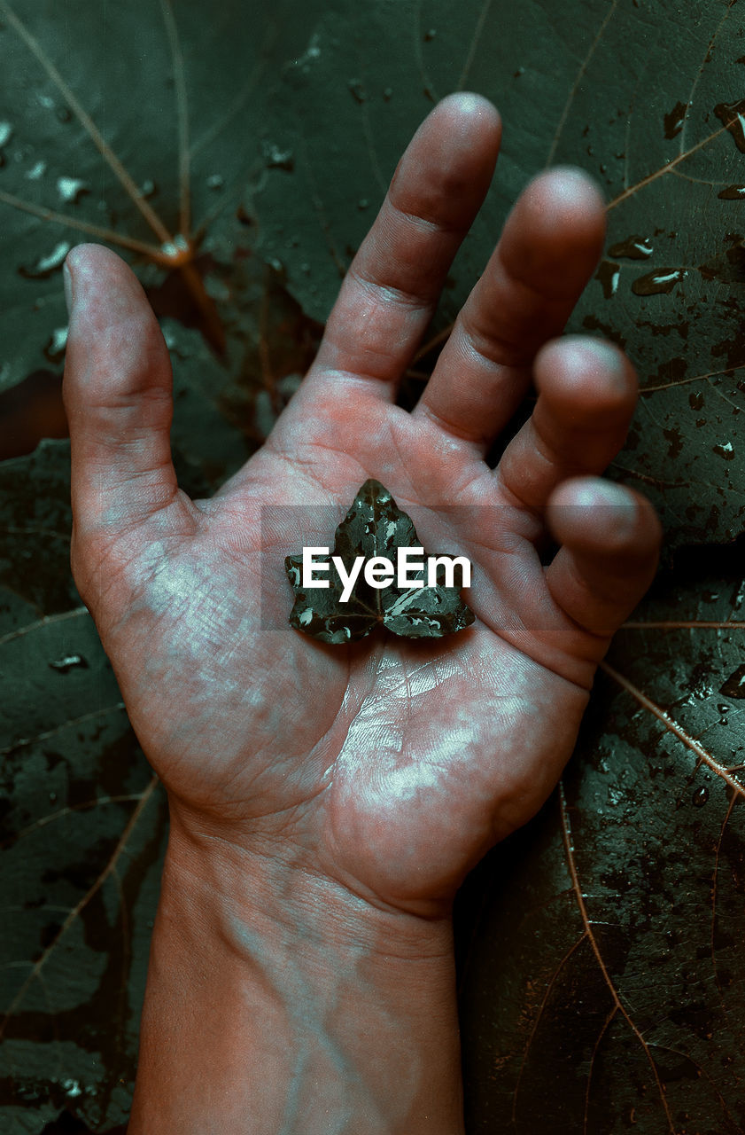 Cropped hand holding wet leaves