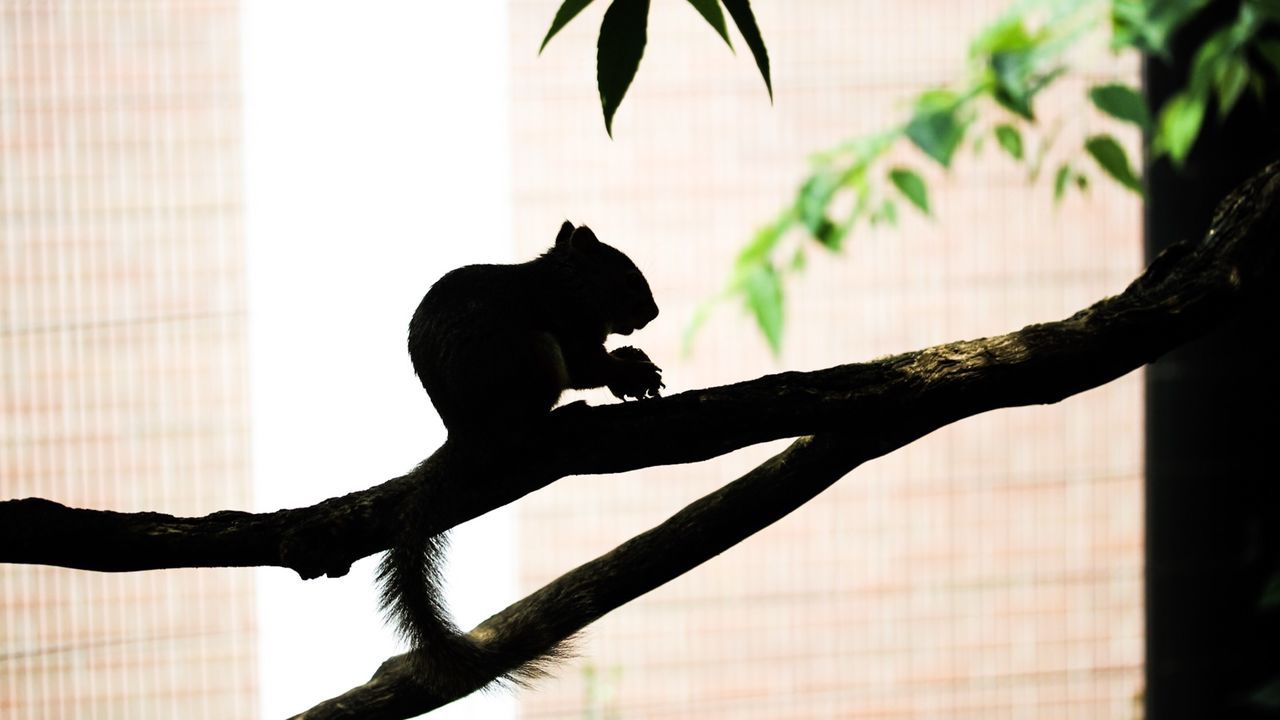 Silhouette squirrel on tree against building