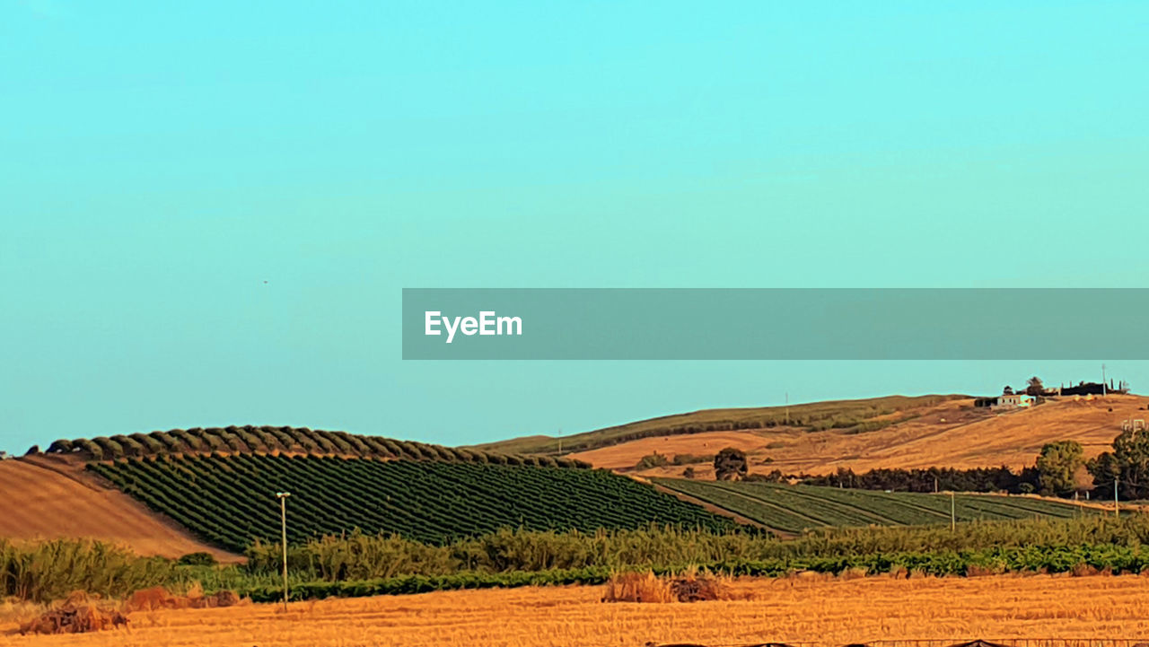 Scenic view of agricultural field against clear sky