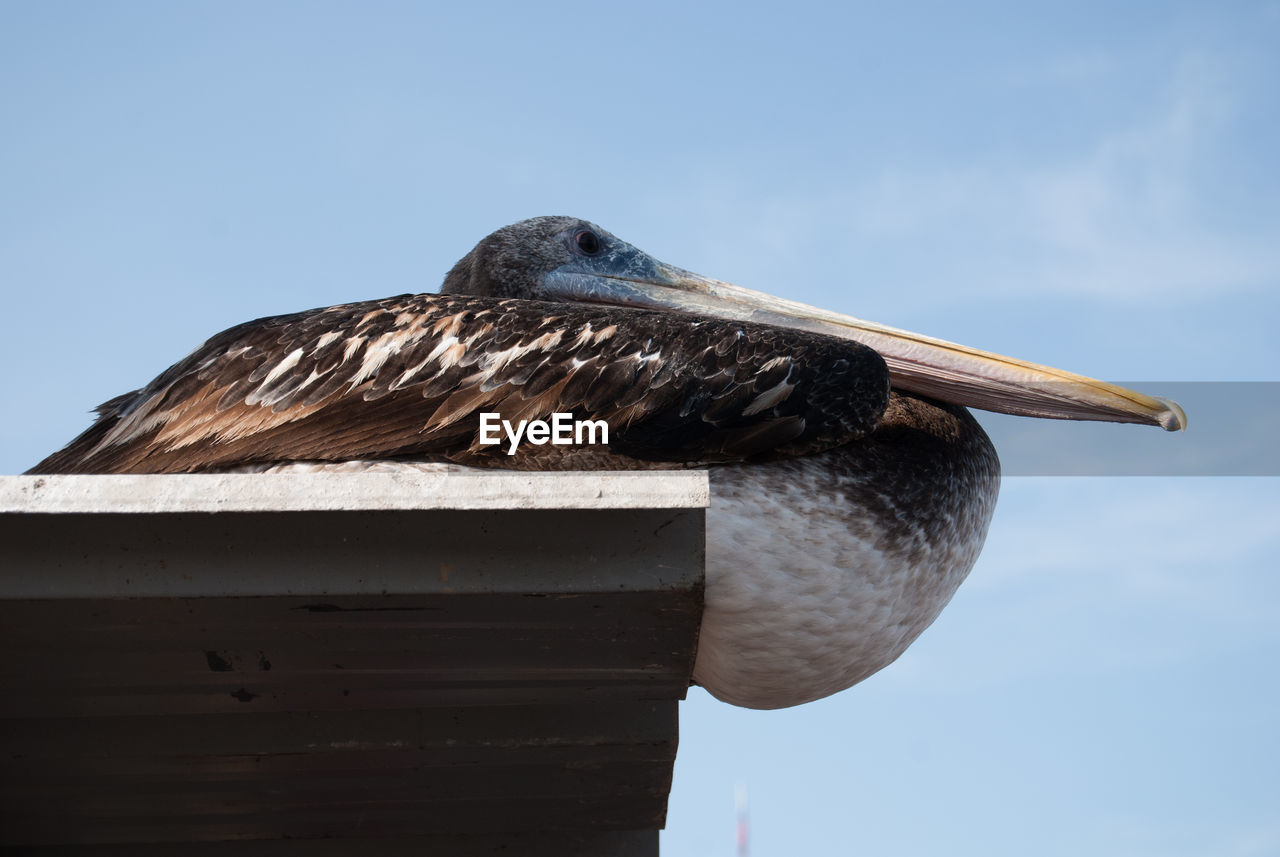 Low angle view of pelican perching against sky