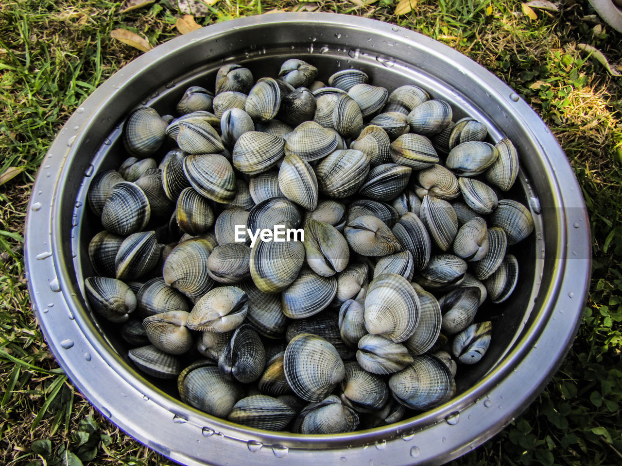 HIGH ANGLE VIEW OF SHELLS