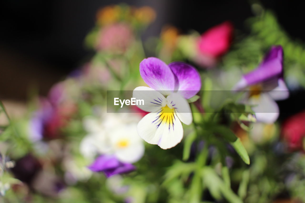 CLOSE-UP OF PURPLE FLOWERING PLANTS