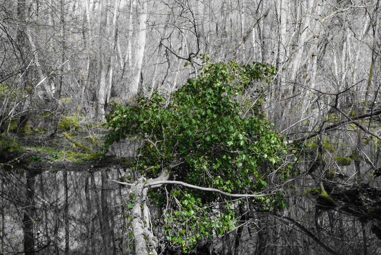 Fallen tree in forest