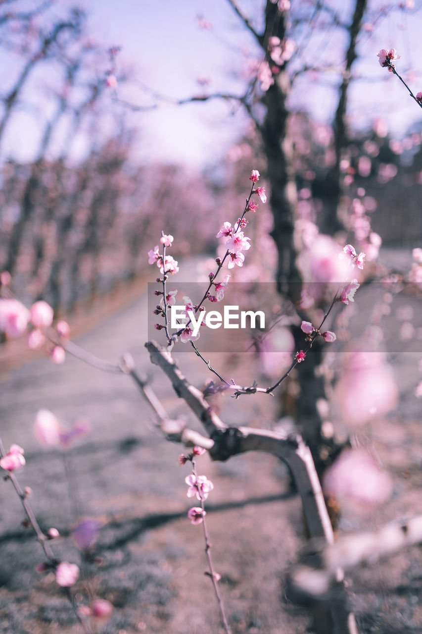 Close-up of pink cherry blossoms in spring