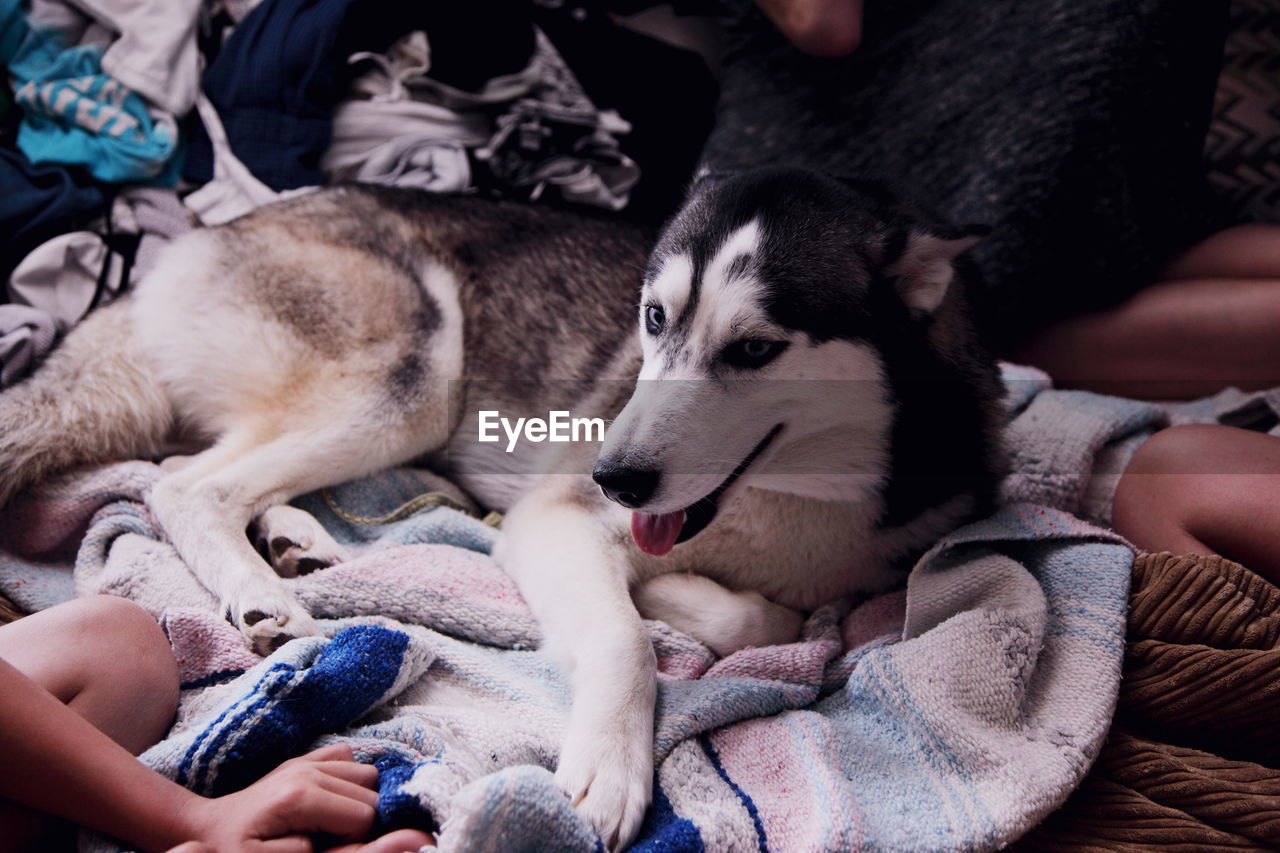 High angle view of siberian husky resting on bed at home