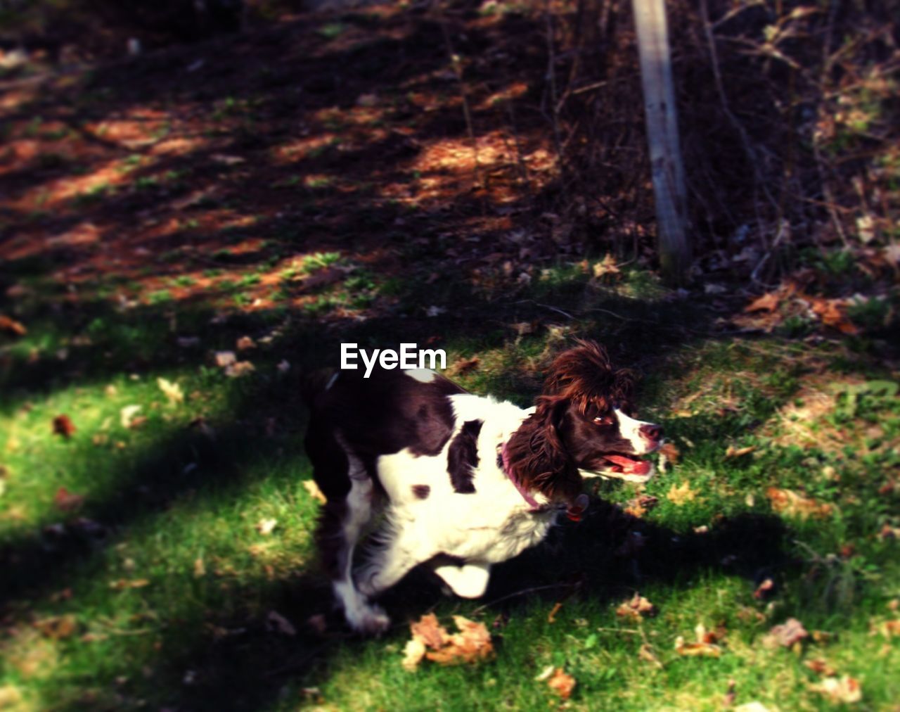 Dog running on grassy field