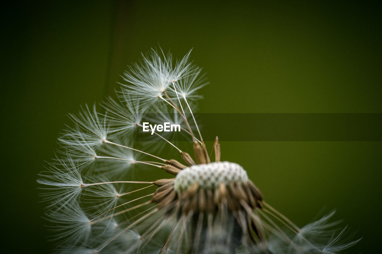 CLOSE-UP OF DANDELION ON PLANT AGAINST WHITE BACKGROUND