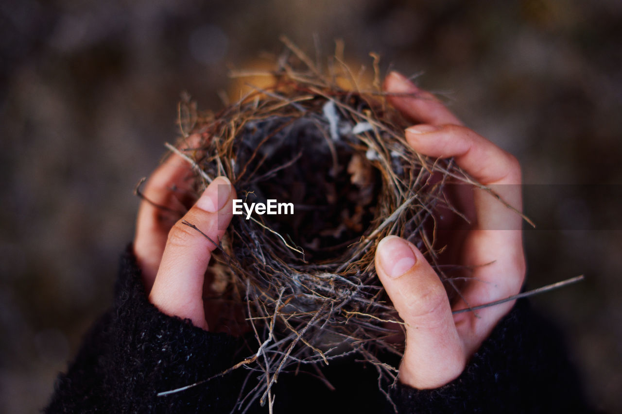 Small bird's nest in hands