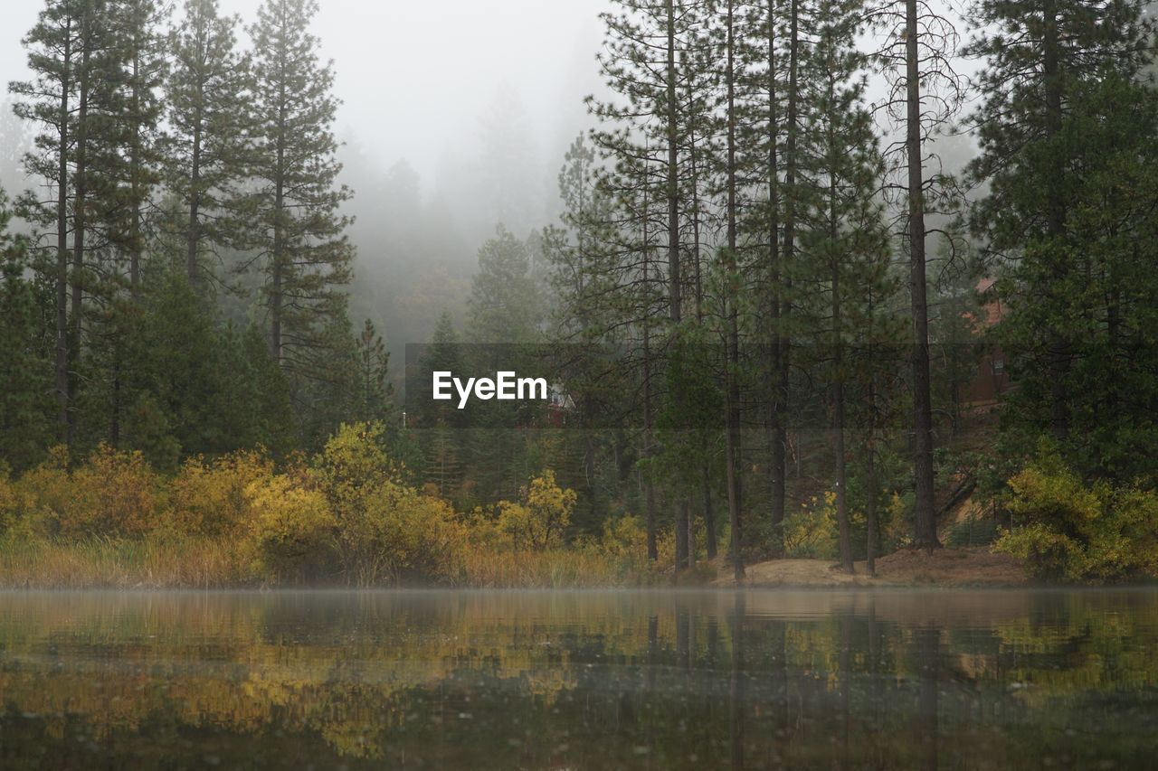 Trees by lake in forest