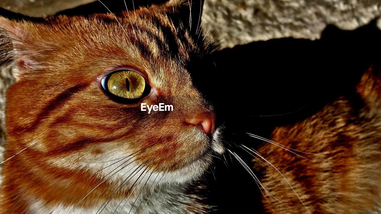 CLOSE-UP OF CAT AT NIGHTCLUB