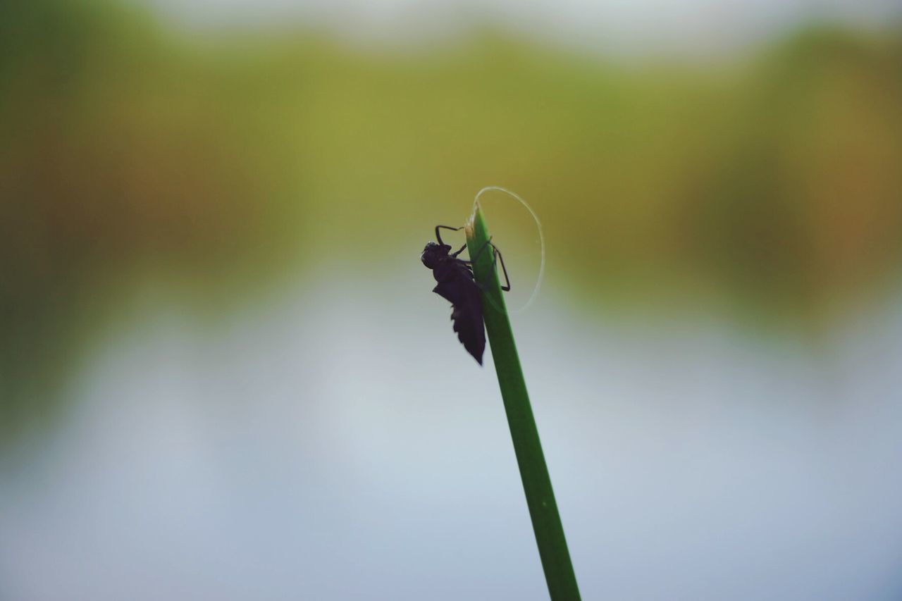 CLOSE-UP OF PLANT ON LEAF