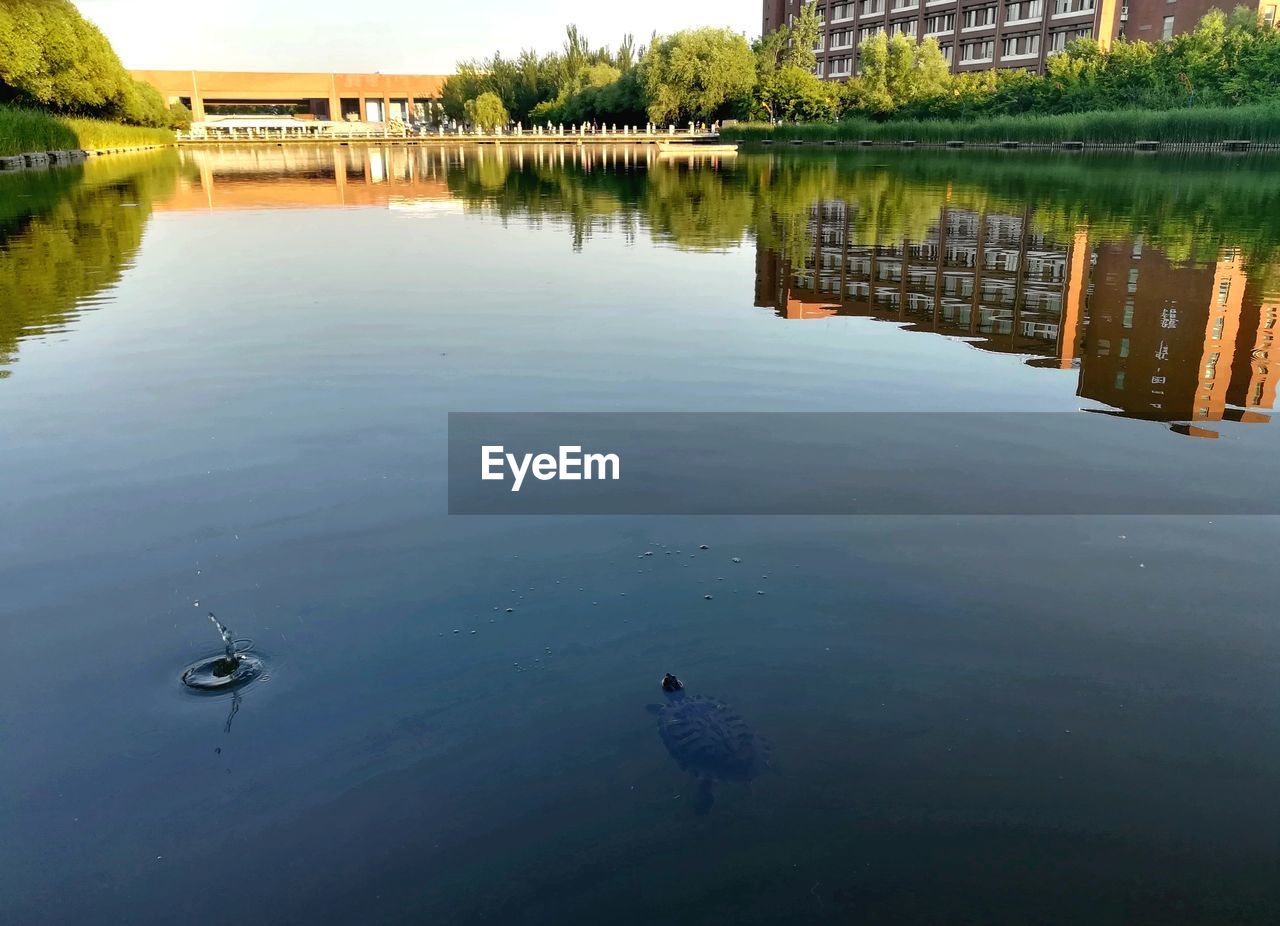 DUCK SWIMMING IN LAKE