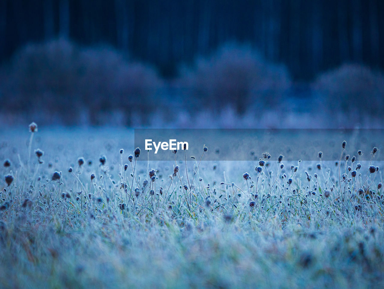 Autumn's frozen tapestry. enchanting meadow captured in ice in northern europe