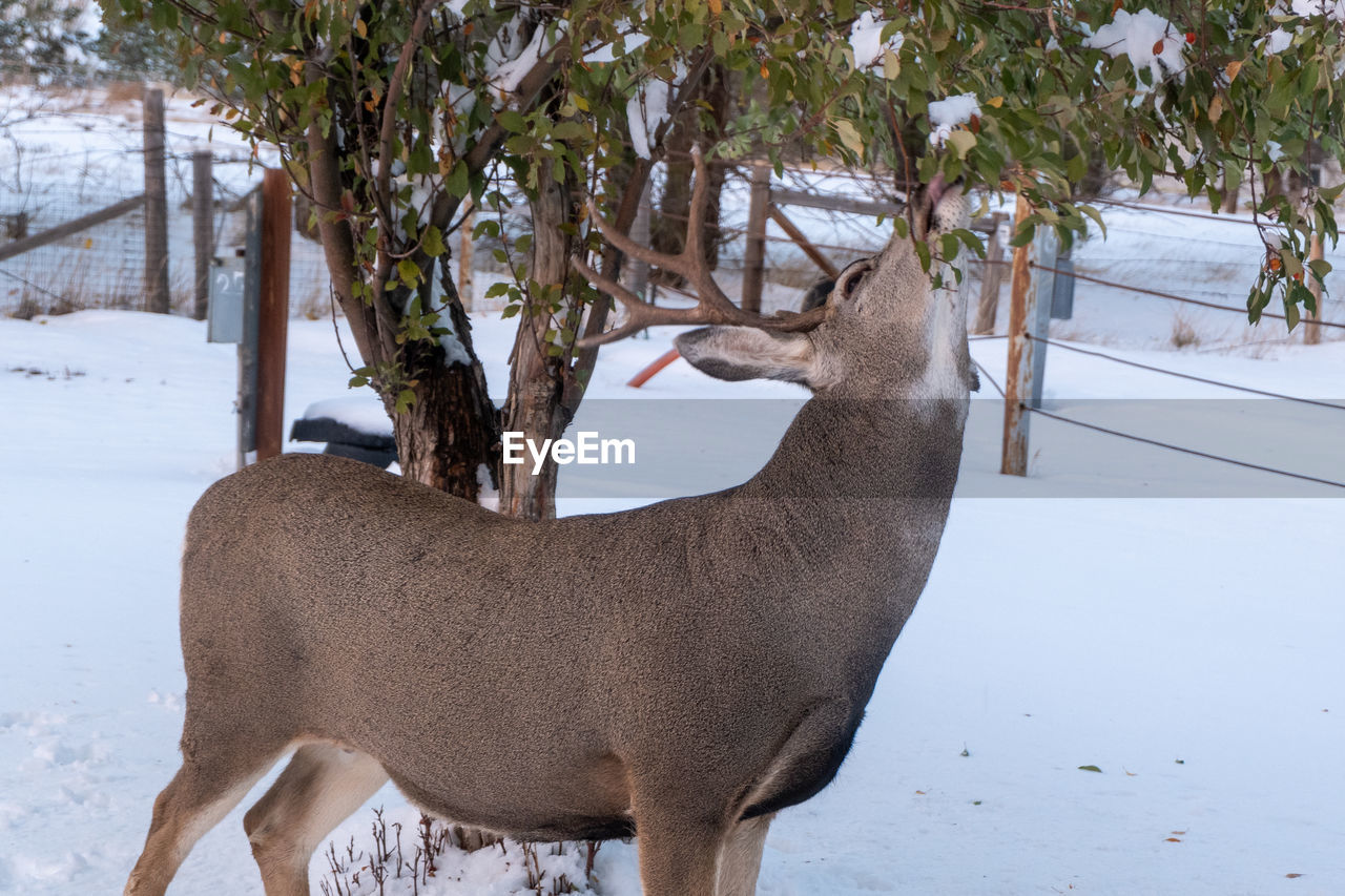 Buck mule deer eating crabapples from a tree after an early winter snow in wyoming.