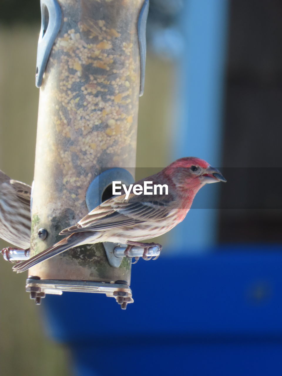 CLOSE-UP OF BIRD PERCHED