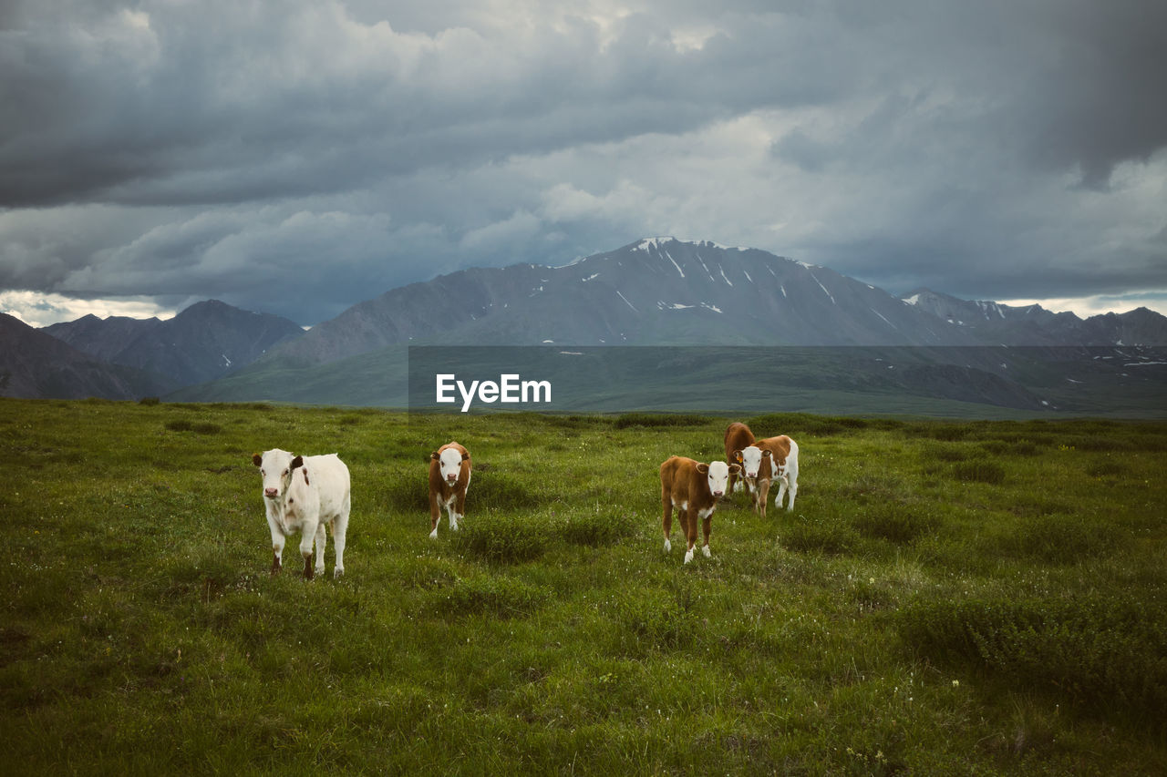Cows standing on field against cloudy sky