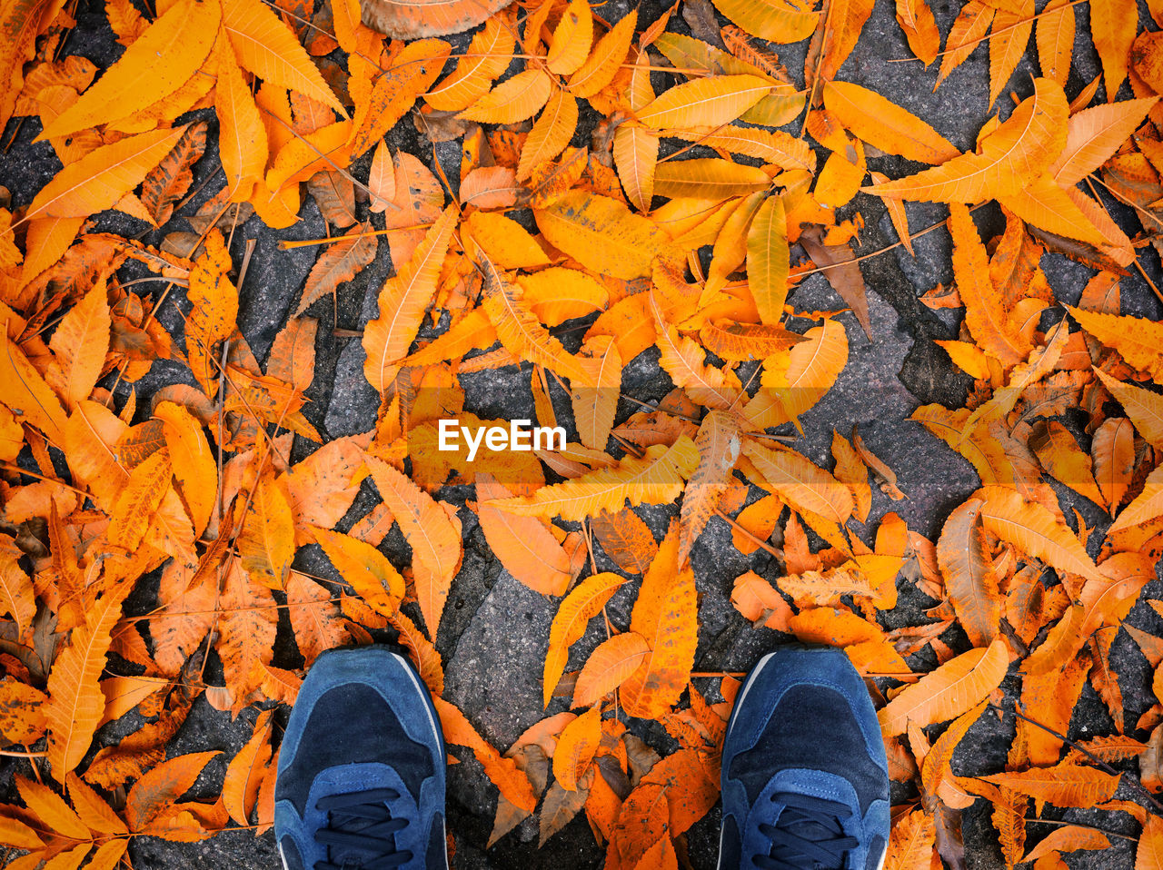 Blue shoes with yellow fallen leaves. autumn forest, fall scene. top view with copyspace.