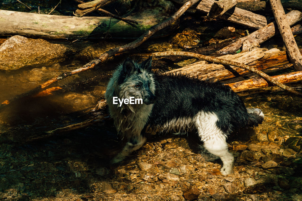 Dog playing in forest water