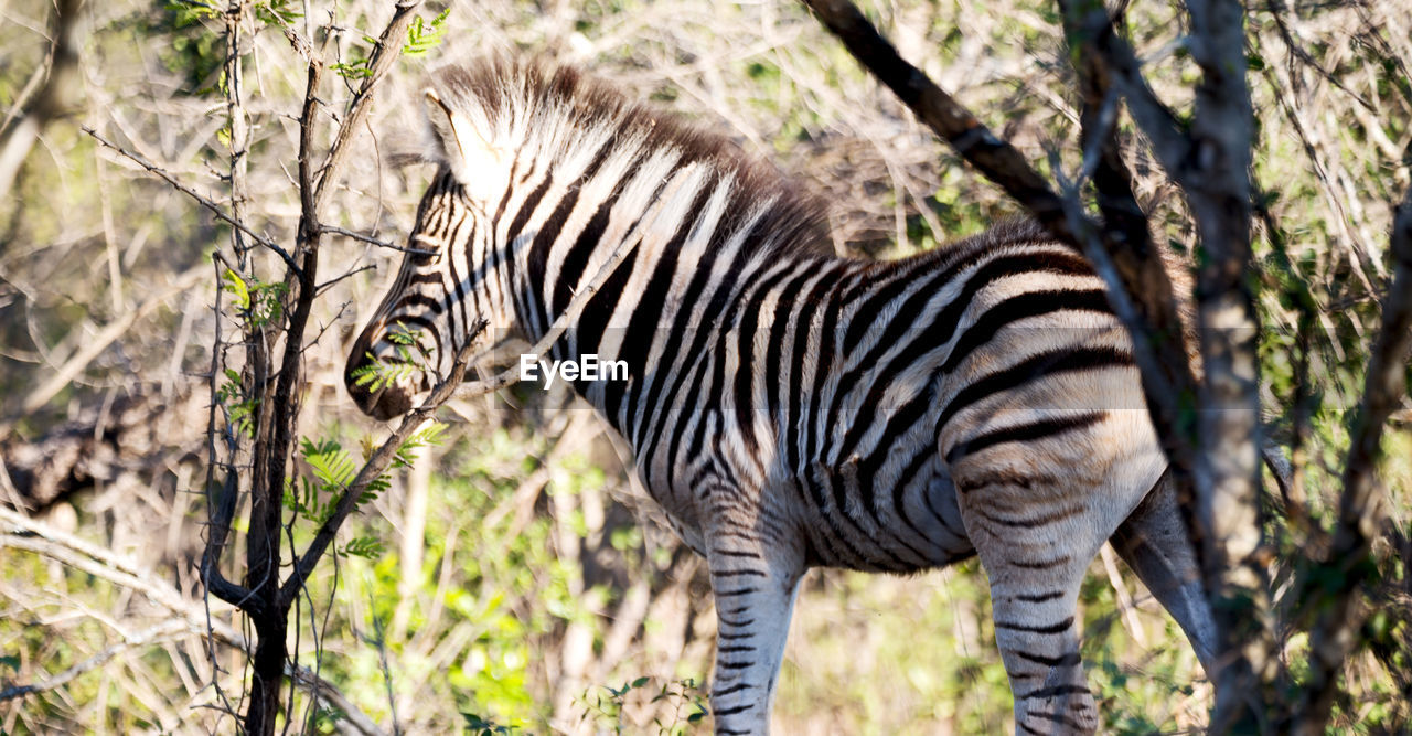 VIEW OF A ZEBRAS