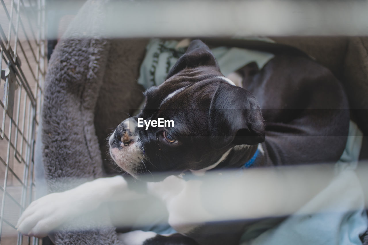 Close-up of a dog resting at home